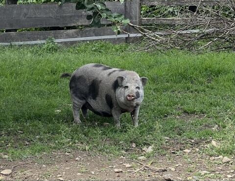 Hängebauchschwein weiblich