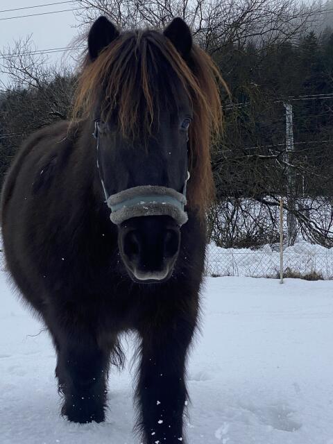 Pony Wallach