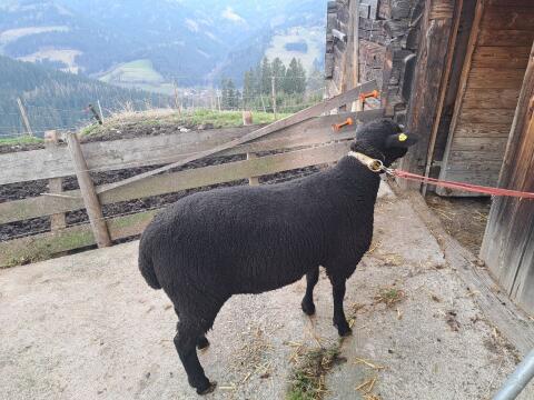 Verkaufe Jura-Widder