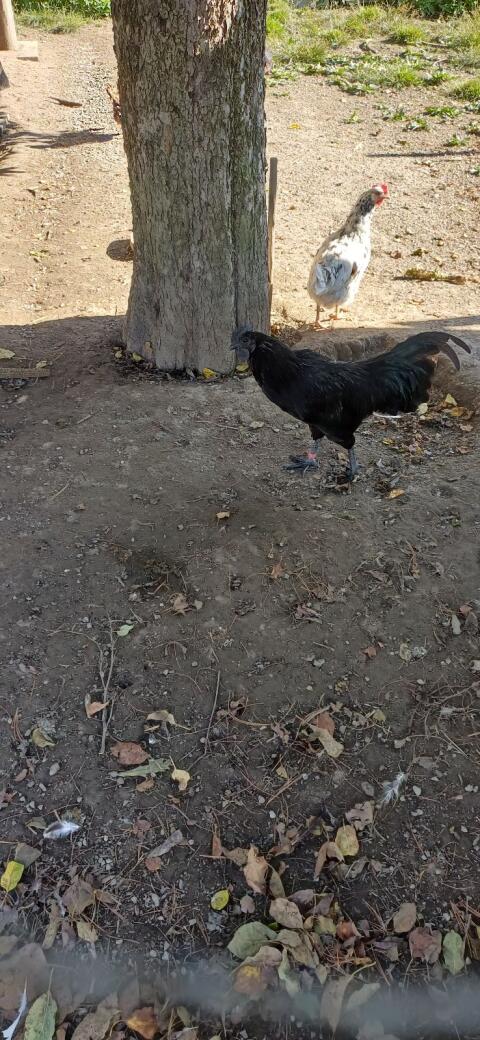 Ayam Cemani Hähne