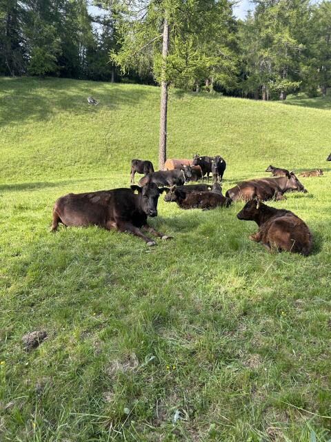 Fullblood Wagyu