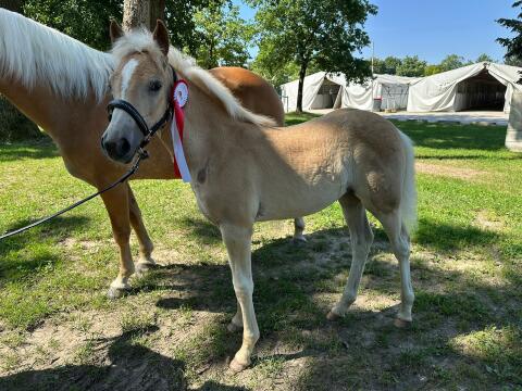 Haflinger Stutfohlen