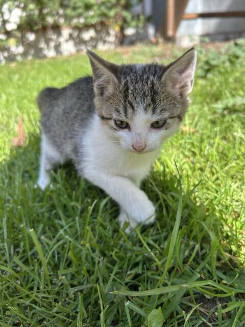 Bauernhof - Katzen