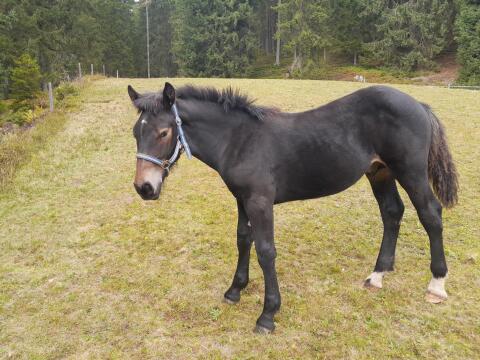 Noriker Hengstfohlen