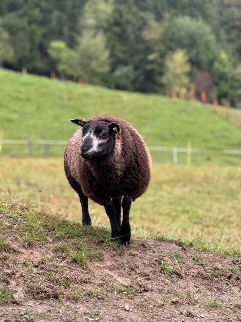 Blauer Texel Widder jung