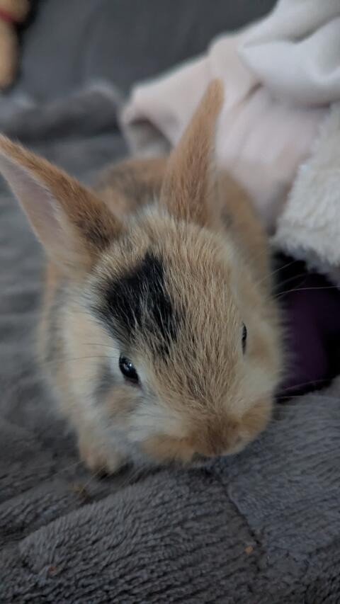Babyzwerghasen