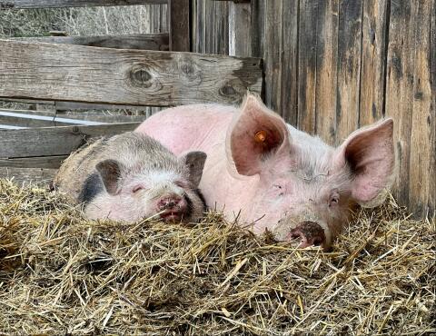 Hängebauchschwein, weiblich