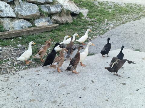Enten abzugeben