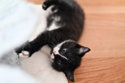 Verkaufen süße Katzenbabys