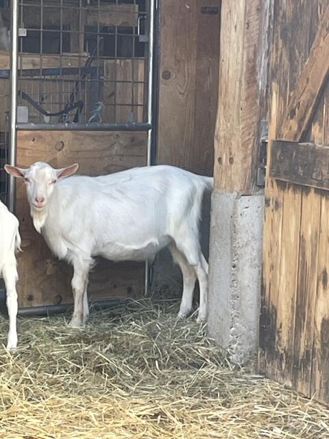 Ziegenbock
