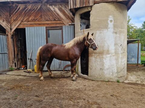 Noriker Hengst 3 Jahre