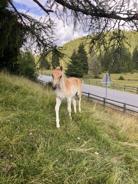 Stutfohlen sucht neues Zuhause