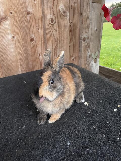Zwergkaninchen