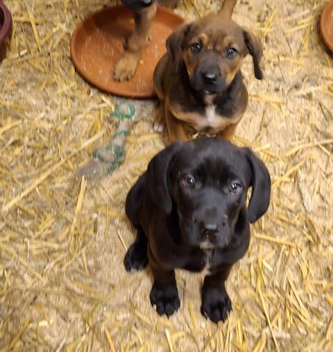 Hundewelpen