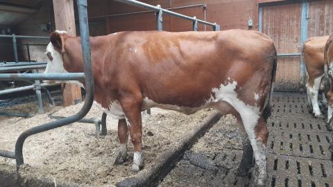 Bio FV Erstlingskühe