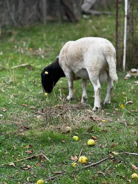 Dorper Schafbock und Mutterschaf