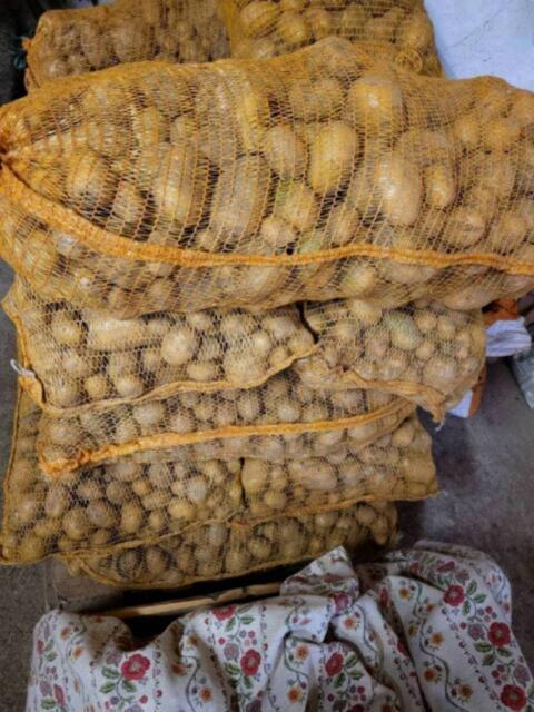 Futterkartoffeln