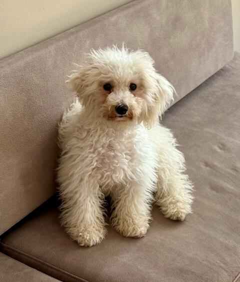 Bichon Frisé Welpe 5 Monate alt sucht ein Körbchen