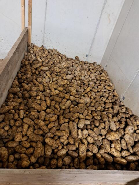Bio-Kartoffeln, Erdäpfel Sorten Ditta, Hermes 7.000 kg