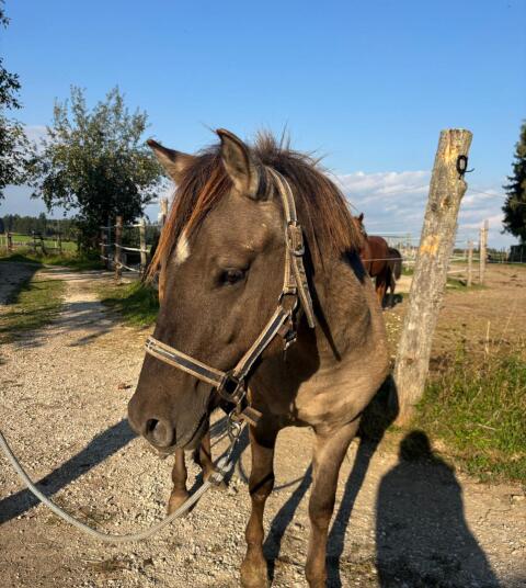 Konik Hengst