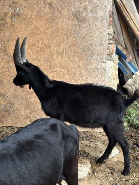 Aosta Bockkitz