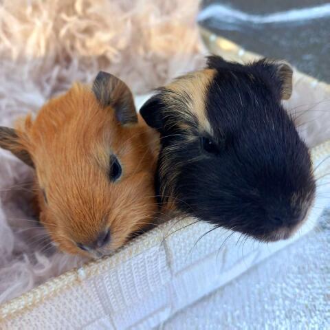Meerschweinchen