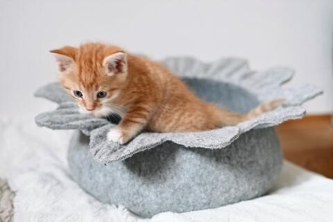 Verkaufen süße Katzenbabys