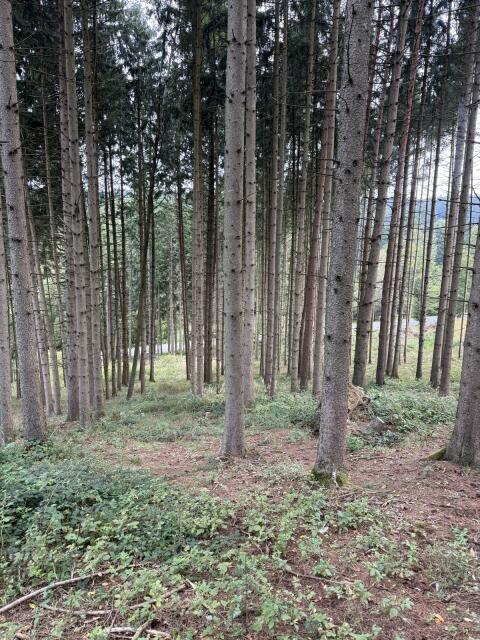 Waldgrundstück in Schollach