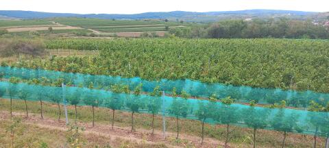 Weingarten biozertifiziert 0,52 ha zu verkaufen