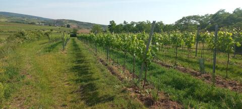 Weingarten Biozert. 0,23 ha zu verkaufen