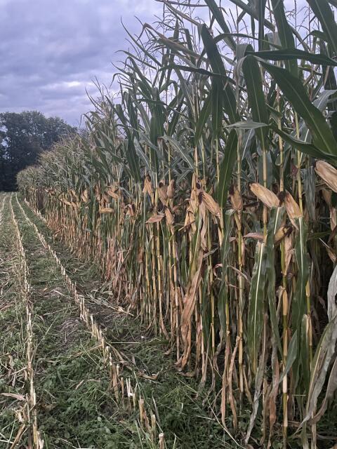 Bio Maissilage