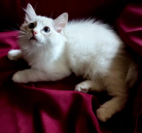 Reinrassige Ragdoll Kitten mit Stammbaum