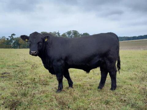 AA-Bullen (Aberdeen Angus-Herdbuch/Bio)