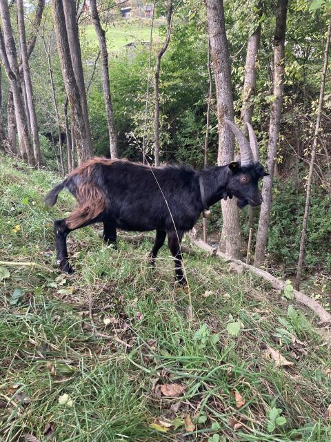 Bock