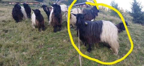 Verkaufe Walliserziege wegen Überbestand