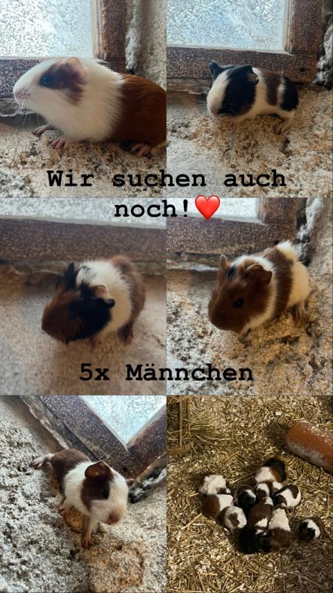 Meerschweinchen - Böcke