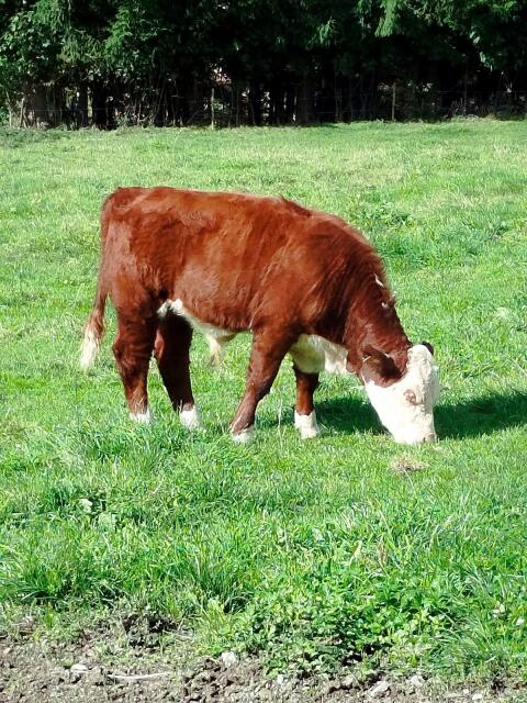 Hereford Jungstier