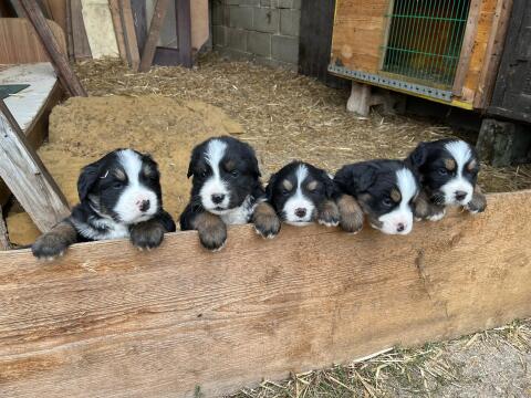 Bernersennenhunde
