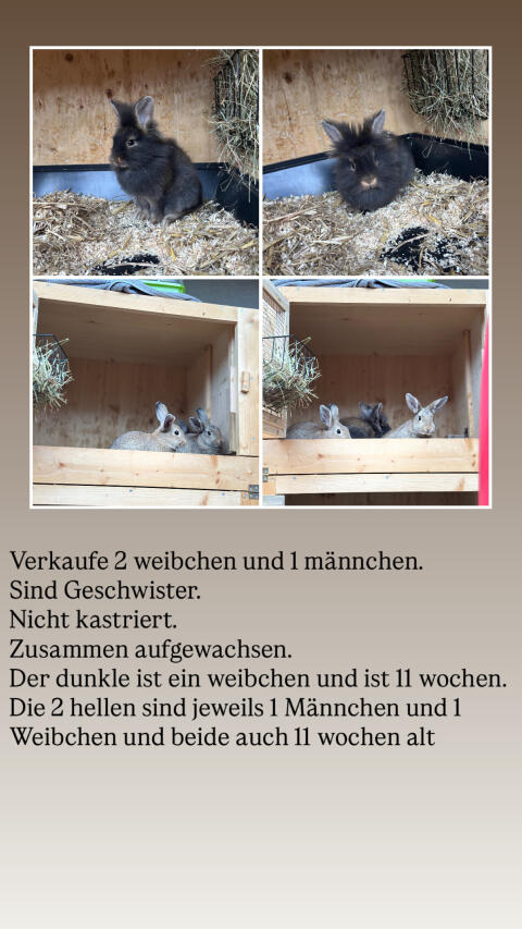 Löwenkopfkaninchen
