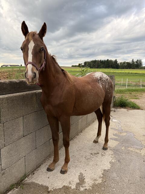 Quarter-Appaloosa Mix Stute