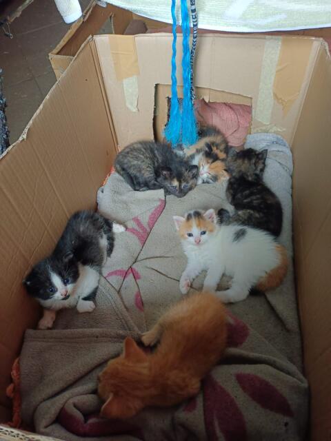 Katzen