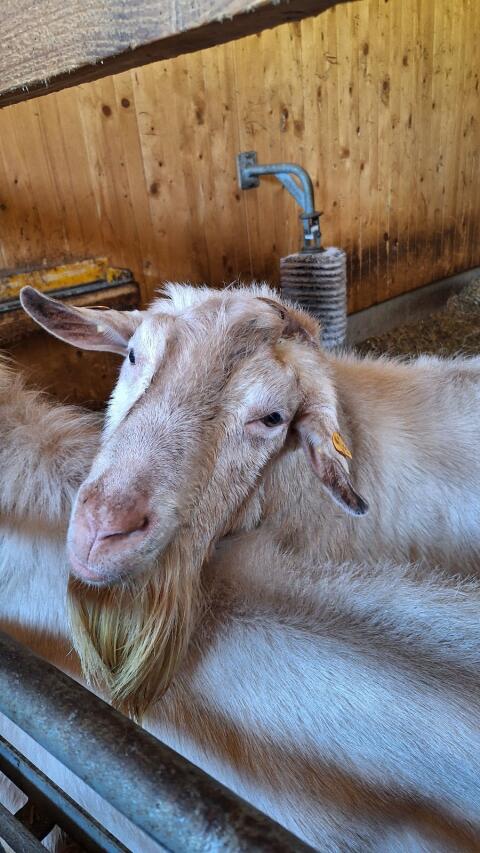 Ziegenbock