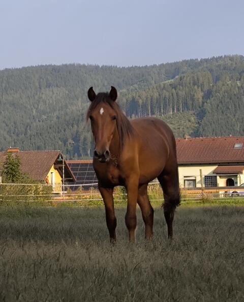 Wahnsinnig toller Rotfuchshengst