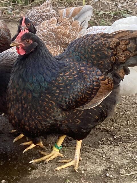 1,5 Barnevelder schwarz-braun doppelt gesäumt