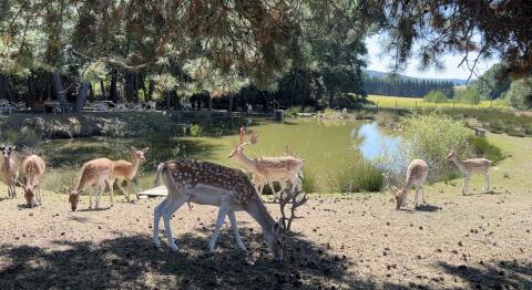 Damwild, Muffelwild