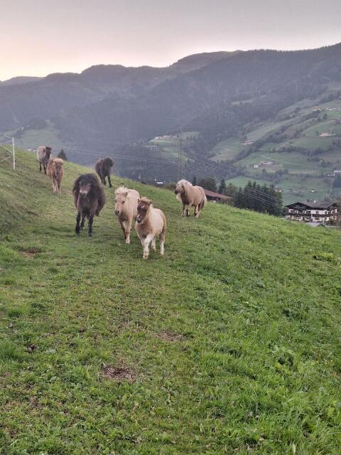Minishetlandponys Hengstfohlen Absetzer