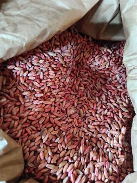 Dinkel
