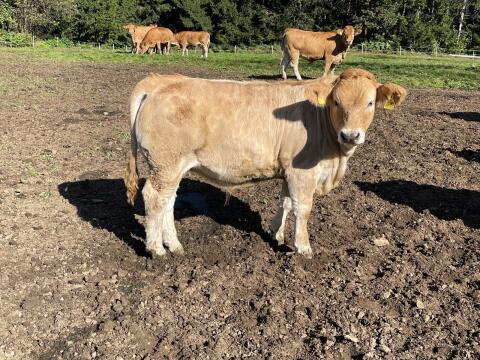 Murbodner Einsteller Ochsen