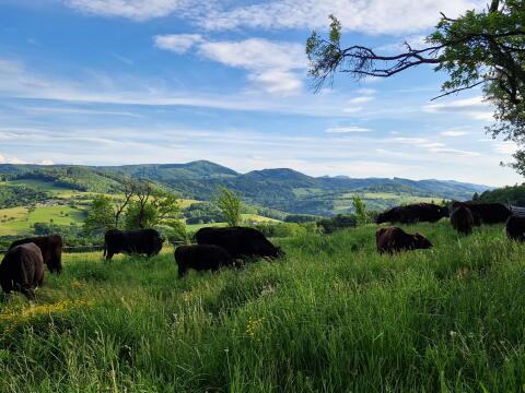 BIO Wagyu Rinder aus österreichischer Zucht