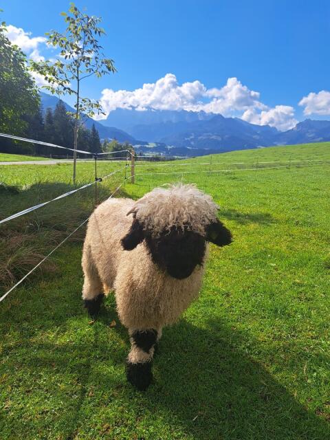 Walliser Schwarznasen Widder